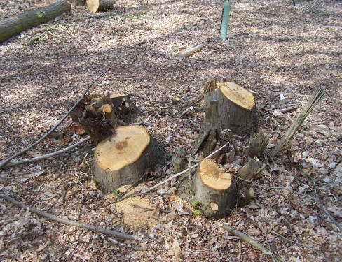 A chestnut tree after it has been coppiced