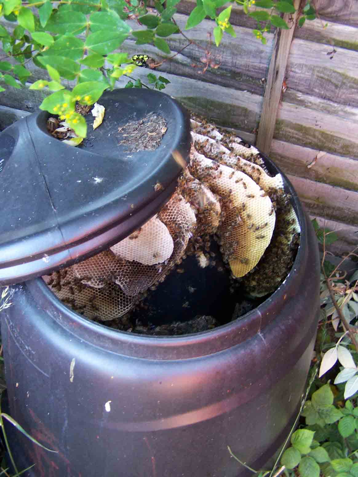 bees in a compost bin