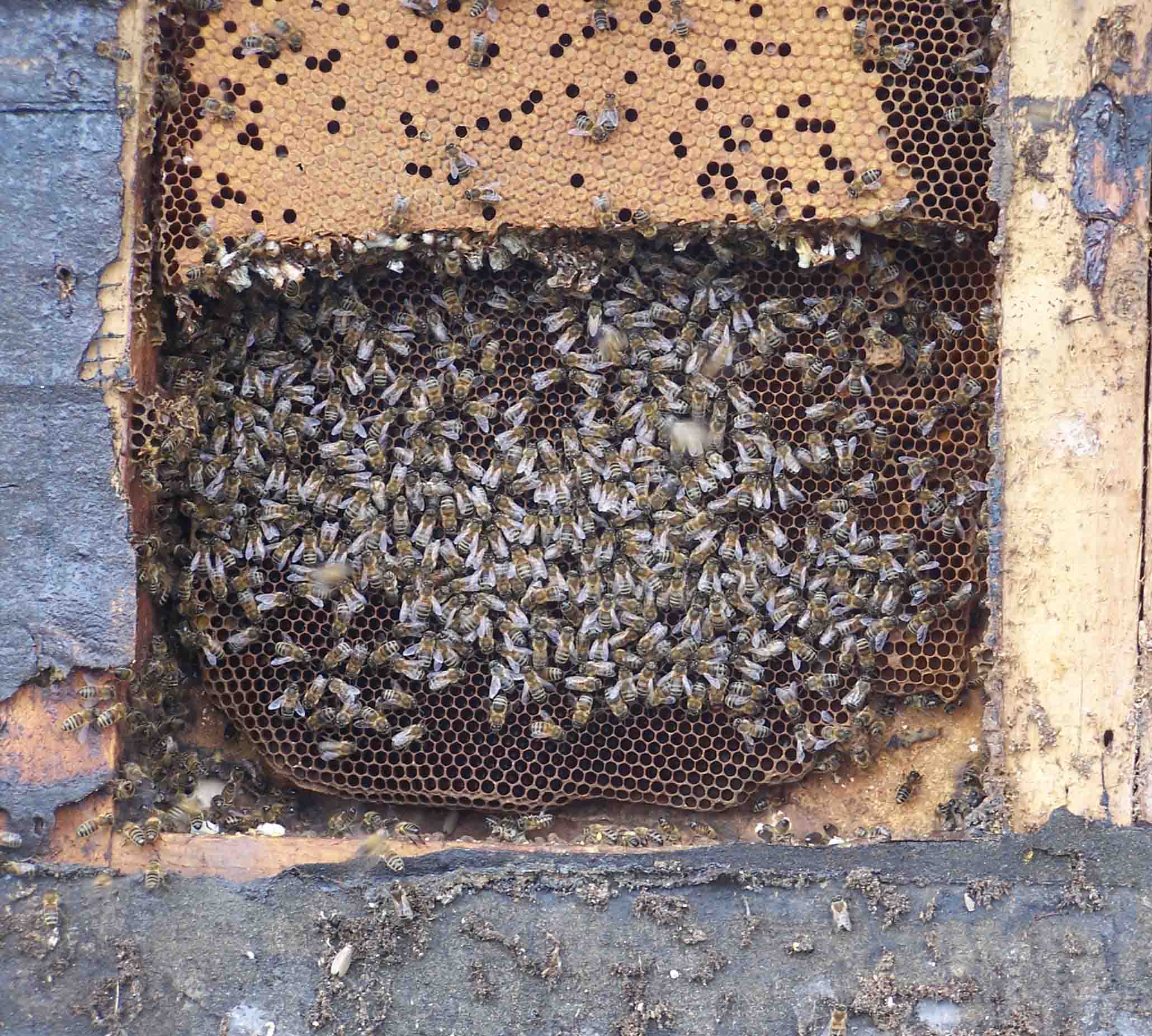 brood comb in the shed wall