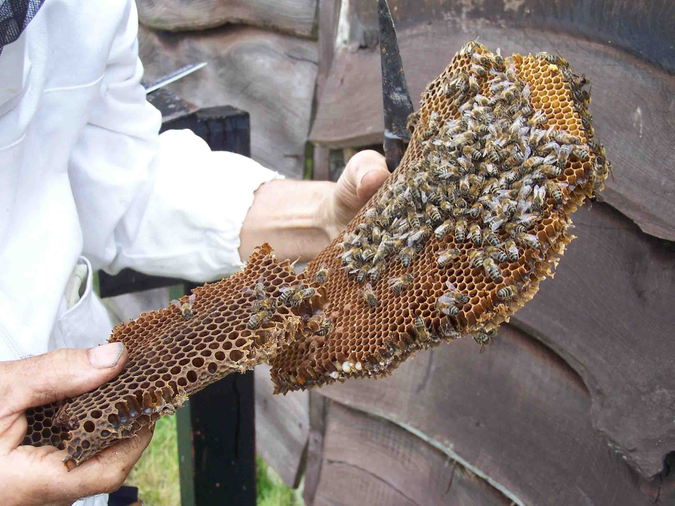 cutting out the brood comb