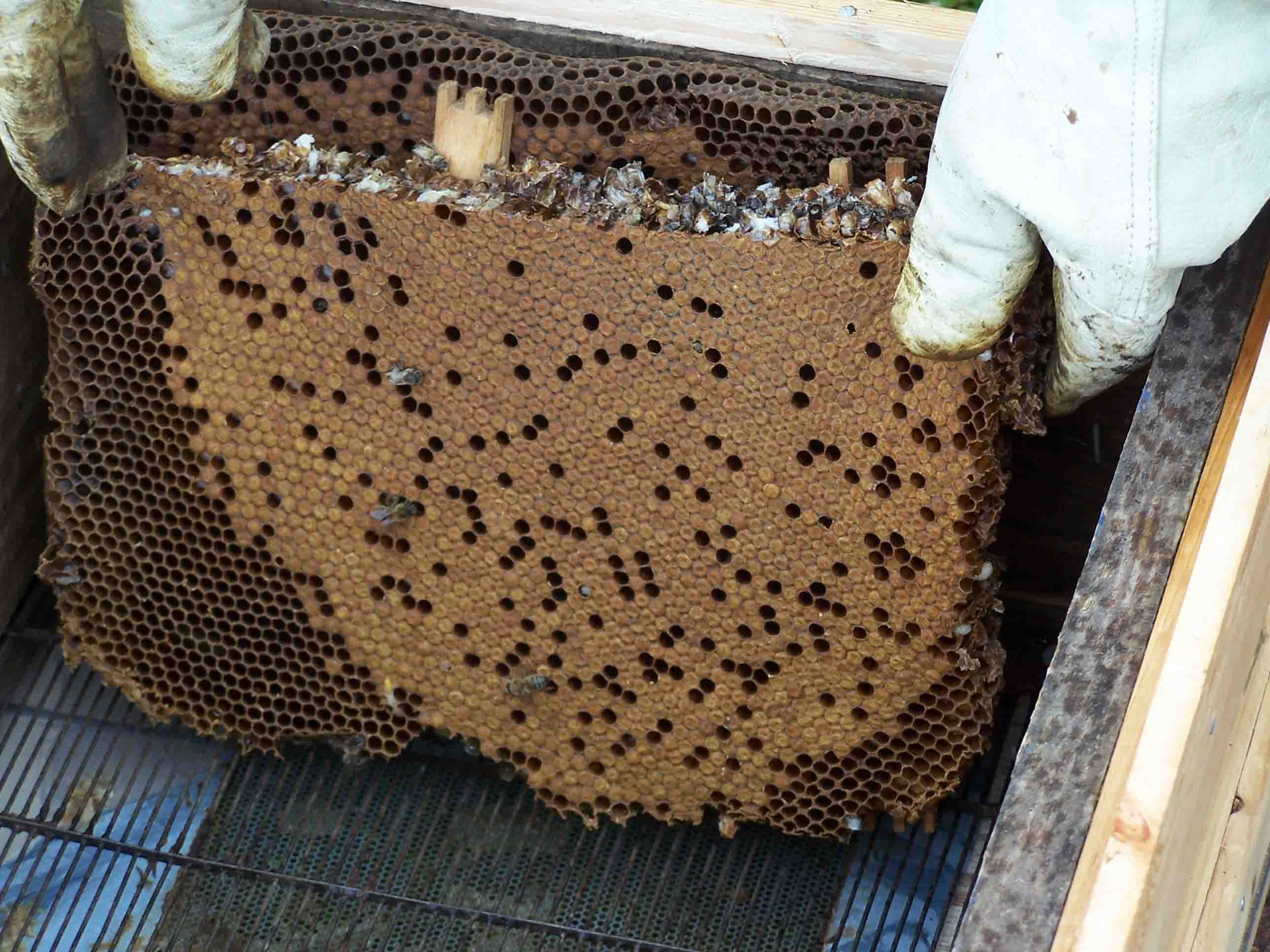 puting the comb into a brood box