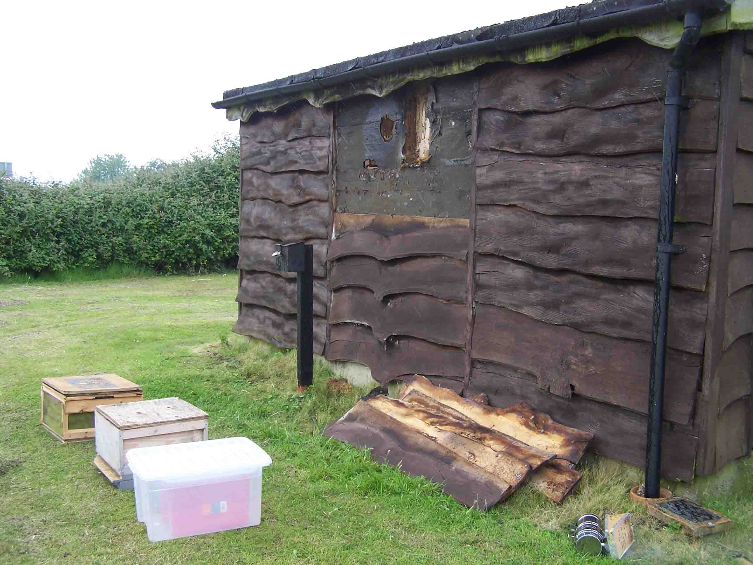 bees in a shed wall