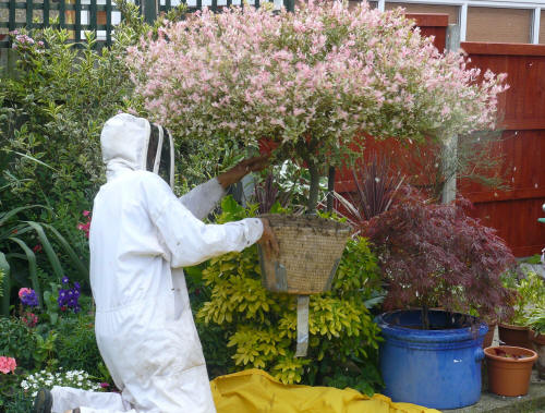 Shaking bees into a basket