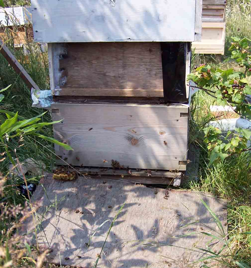 uniting bees to the queen